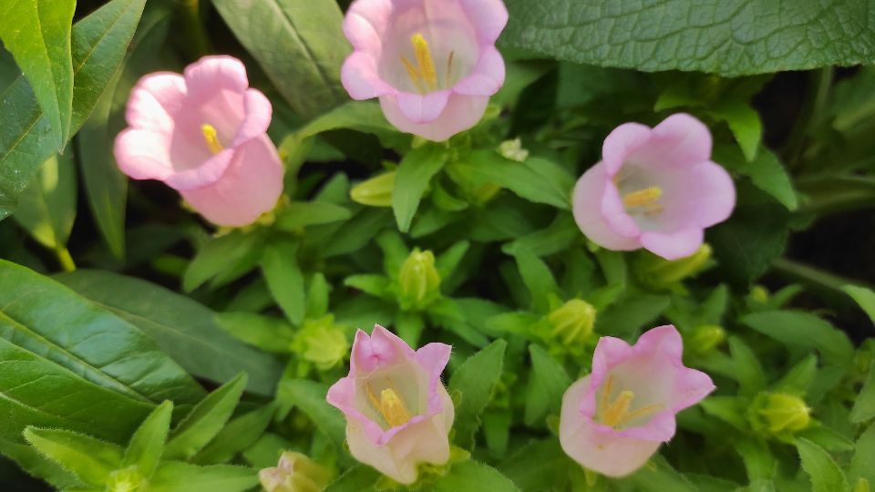 csupros harangvirag Campanula medium 3