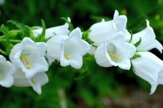 Csupros harangvirágok fehér virágai zöld háttér előtt, elegáns megjelenés.