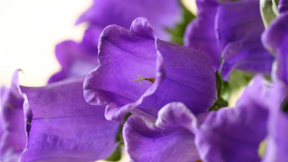 csupros harangvirag Campanula medium 4