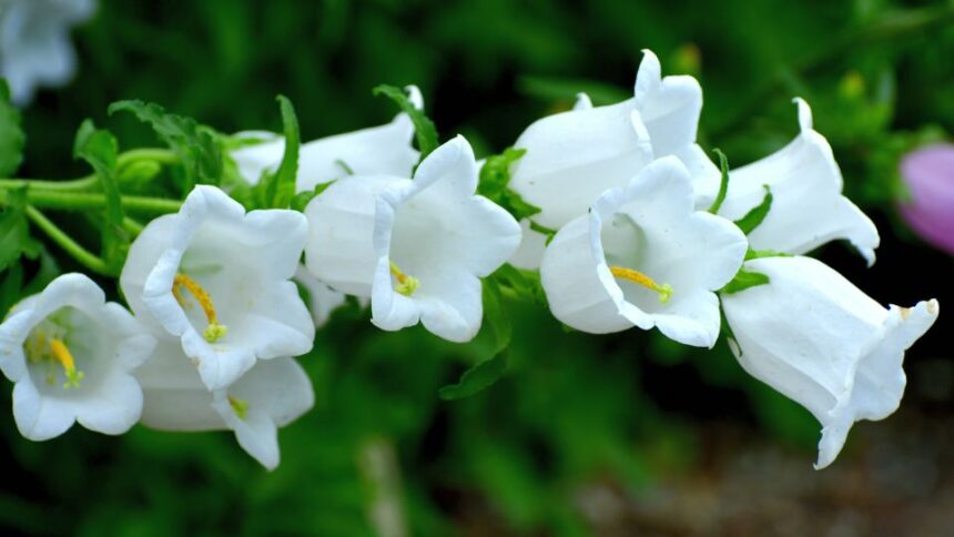 csupros harangvirag Campanula medium