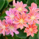 dohanygyoker Lewisia