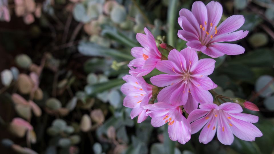 dohanygyoker Lewisia 2