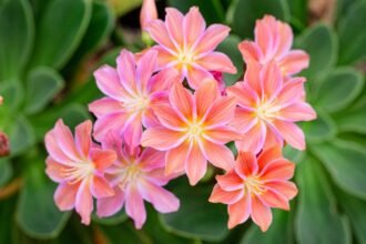 Közelről látható színes, virágzó dohánygyökér növény, rózsaszín és sárga virágokkal.