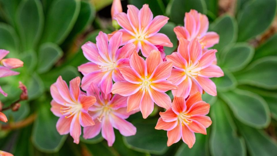 Közelről látható színes, virágzó dohánygyökér növény, rózsaszín és sárga virágokkal.