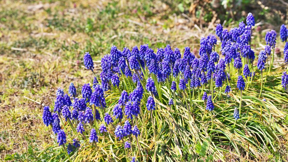 furtos gyongyike Muscari neglectum 1