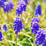 furtos gyongyike Muscari neglectum