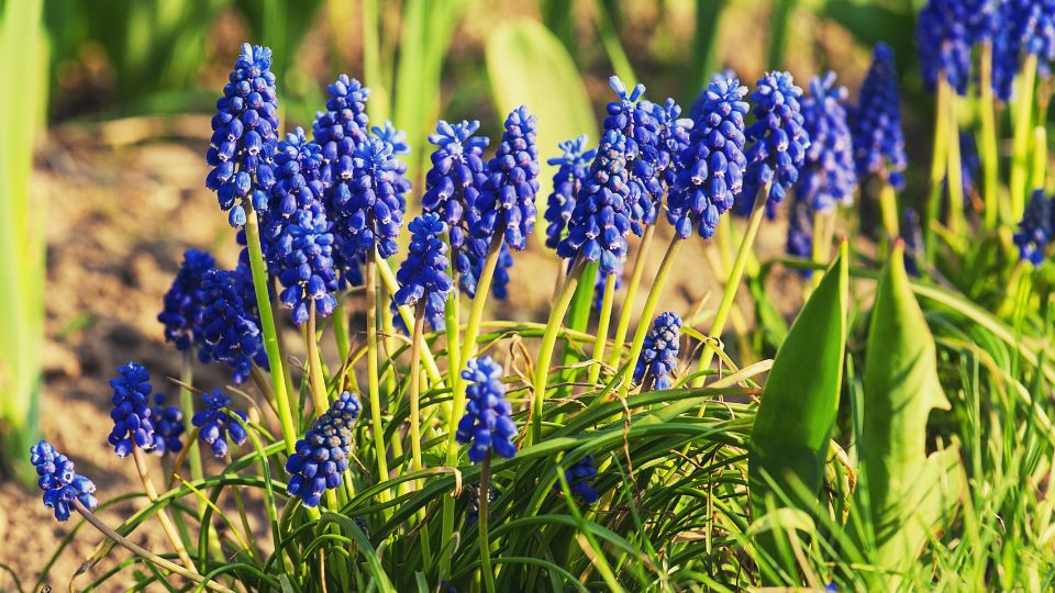 furtos gyongyike Muscari neglectum 2