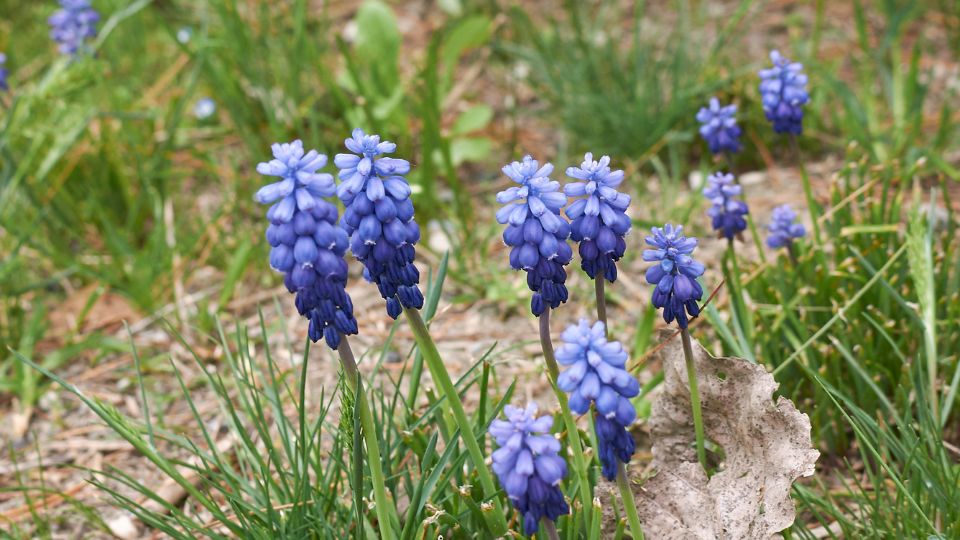 furtos gyongyike Muscari neglectum 3
