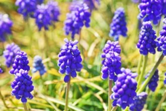 Színes fürtös gyöngyike virágok egy zöld fűben, napsütésben.