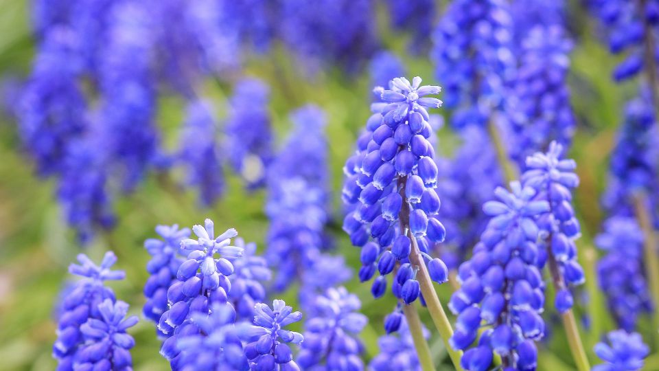 furtos gyongyike Muscari neglectum 4