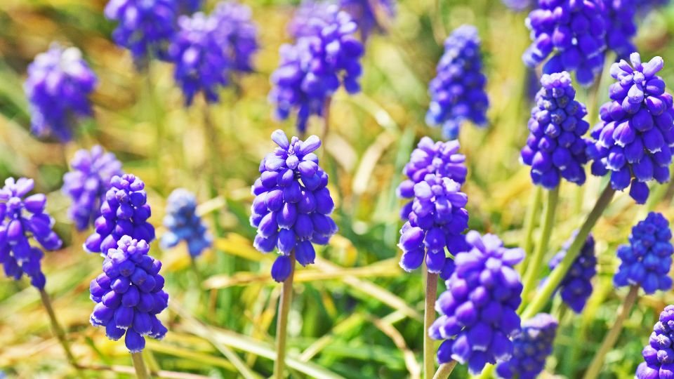 Színes fürtös gyöngyike virágok egy zöld fűben, napsütésben.