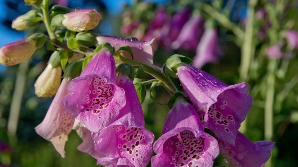 gyuszuvirag Digitalis 1 1