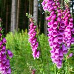 gyuszuvirag Digitalis