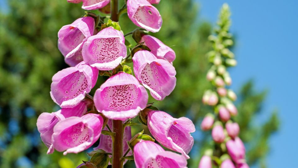 gyuszuvirag Digitalis 2 1