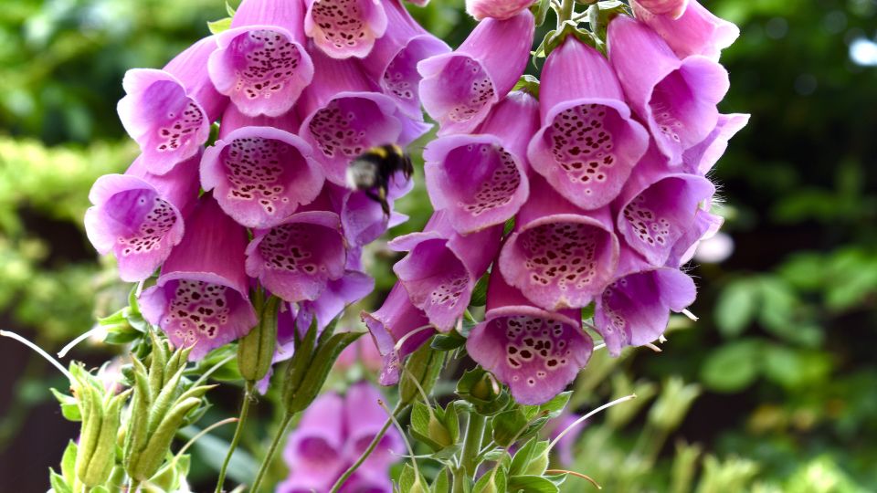 gyuszuvirag Digitalis 3