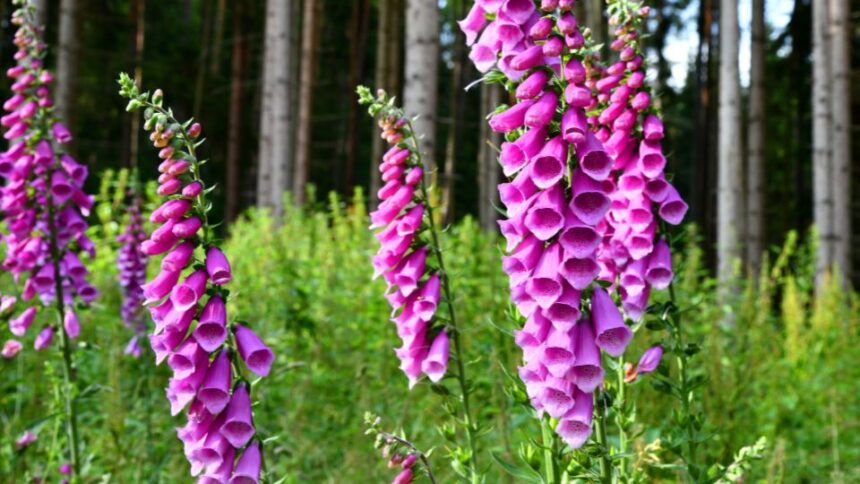 gyuszuvirag Digitalis