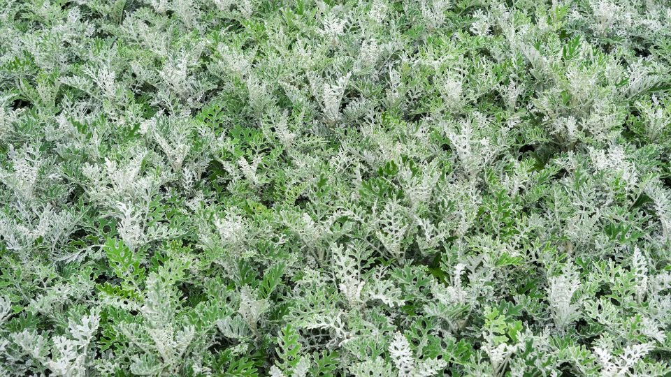 Egy buja, zöld és ezüstös levelekkel borított hamvaska növényzet.