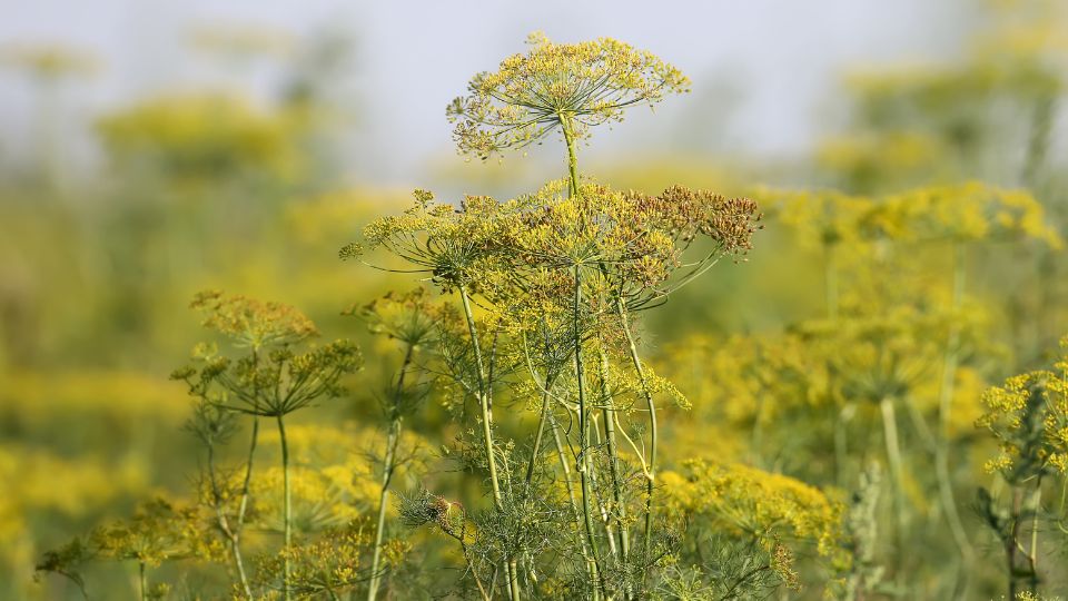 Kapor (Anethum graveolens)