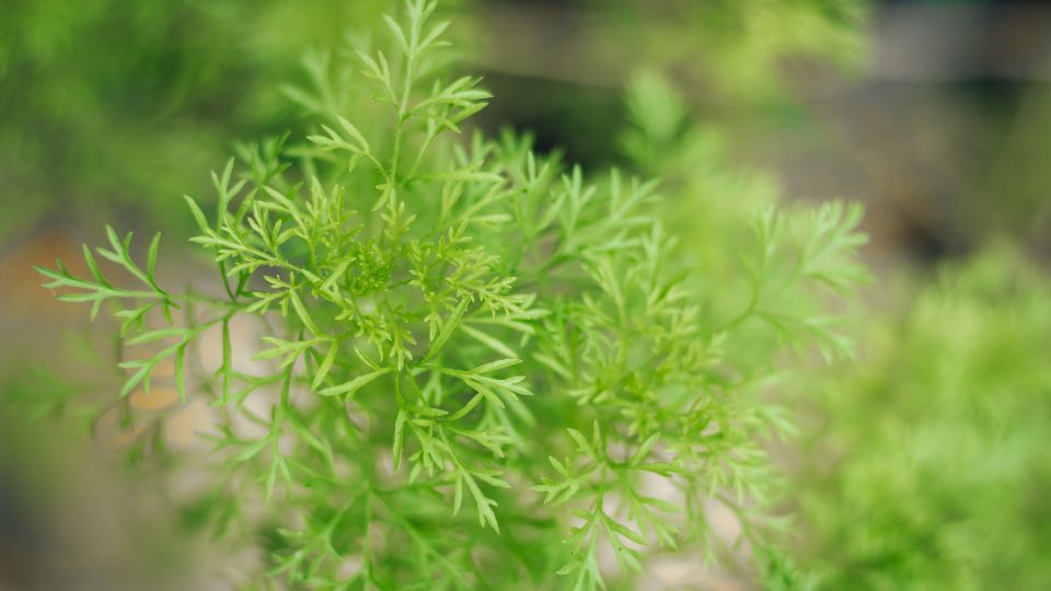 Kapor (Anethum graveolens)
