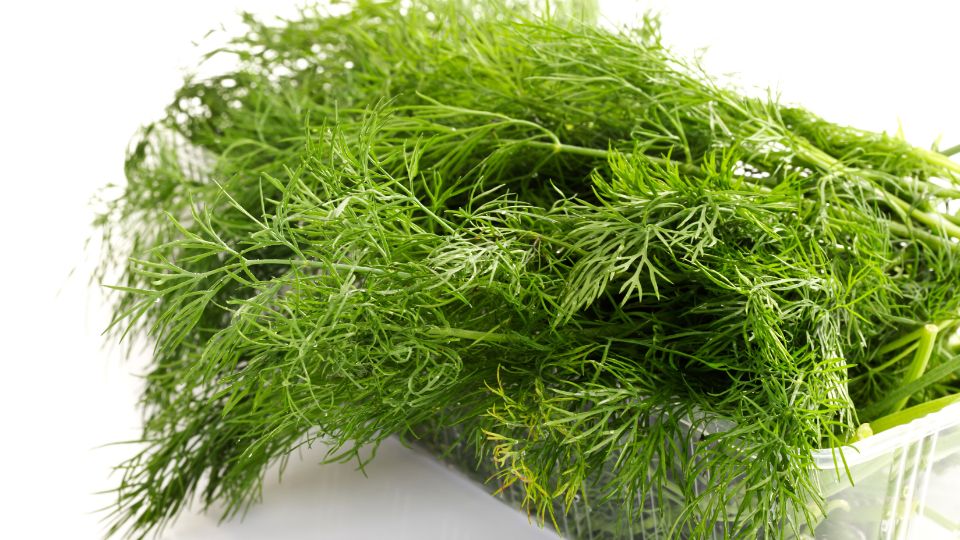 Kapor (Anethum graveolens)