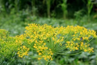 A kapor virágai élénk sárga színben pompáznak, a háttérben zöld növényzet látható.