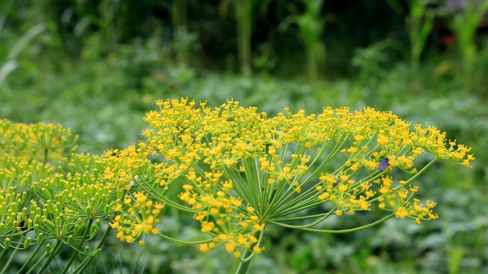 A kapor virágai élénk sárga színben pompáznak, a háttérben zöld növényzet látható.