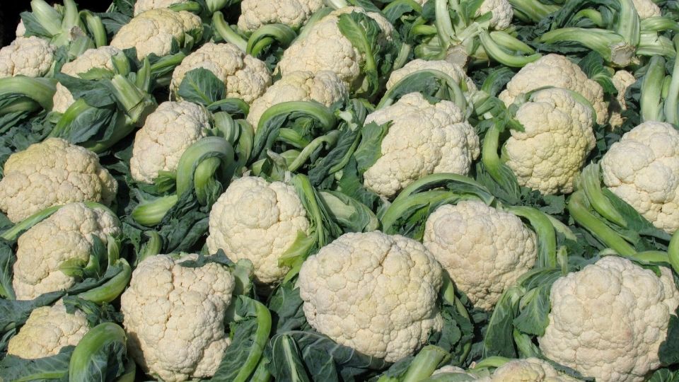 Karfiol avagy kelvirág (Brassica oleracea convar. botrytis var. botrytis) ültetése, gondozása és szaporítása