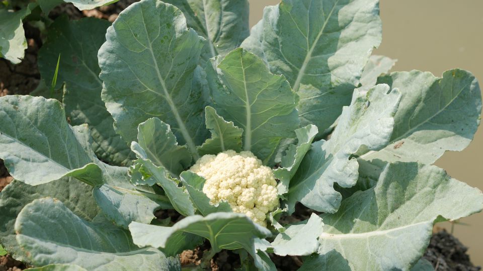 Karfiol avagy kelvirág (Brassica oleracea convar. botrytis var. botrytis) ültetése, gondozása és szaporítása