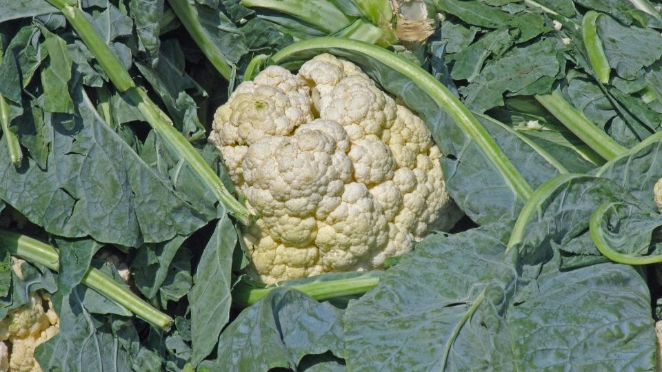 Karfiol avagy kelvirág (Brassica oleracea convar. botrytis var. botrytis) ültetése, gondozása és szaporítása
