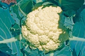 Friss karfiol a zöld levelek között, napfényben ragyogva.