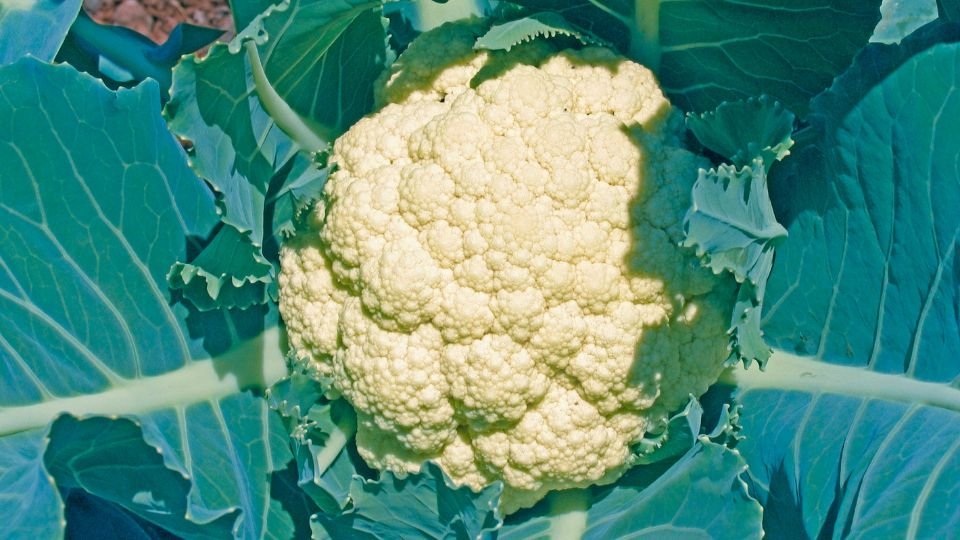 Friss karfiol a zöld levelek között, napfényben ragyogva.