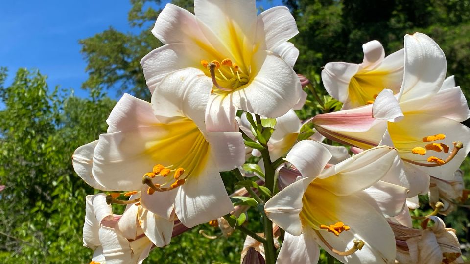 kiralyliliom Lilium regale 1