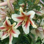 kiralyliliom Lilium regale