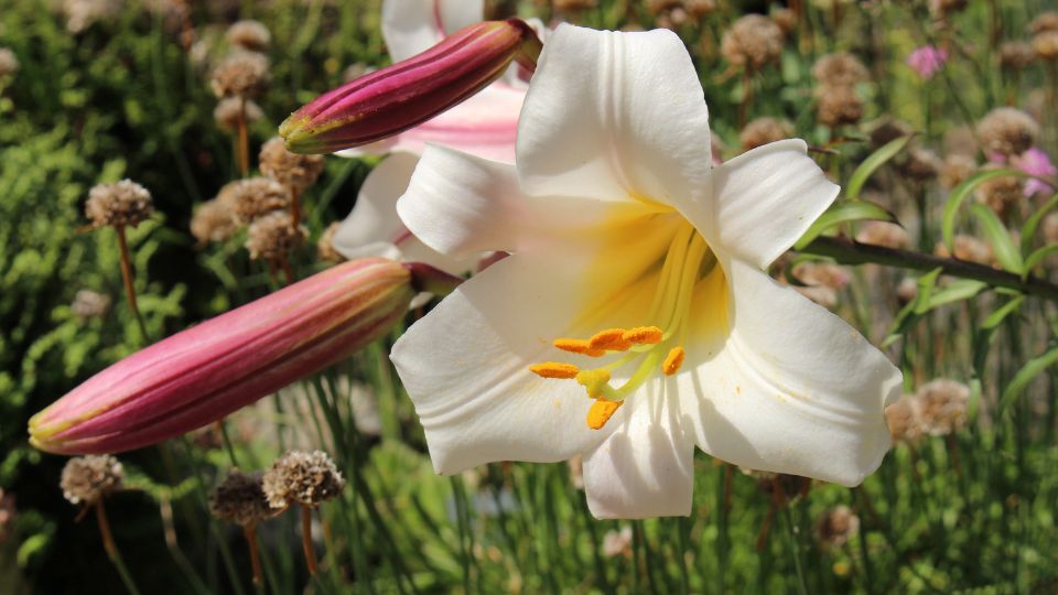 kiralyliliom Lilium regale 2