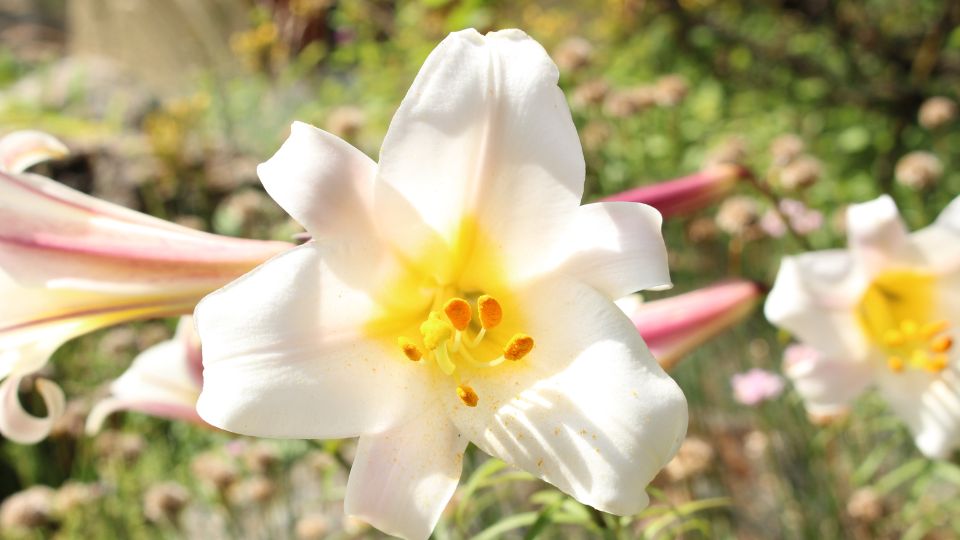 kiralyliliom Lilium regale 3