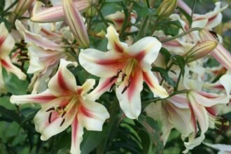 Királyliliomok (Lilium regale) virágzó ága, gyönyörű, krém színű virágokkal, piros csíkkal a közepén.