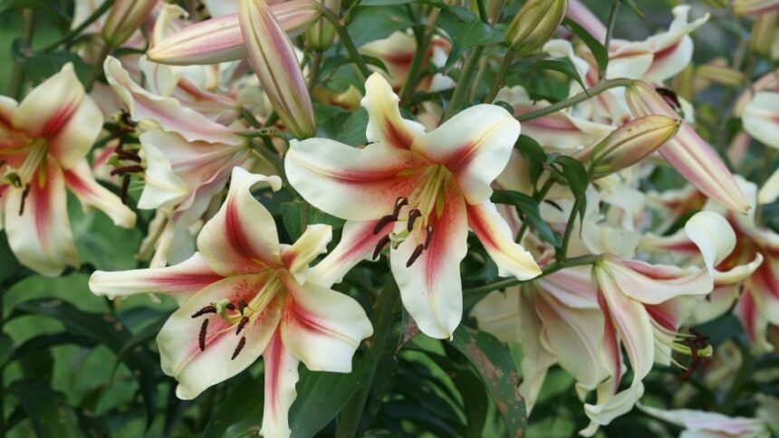 kiralyliliom Lilium regale