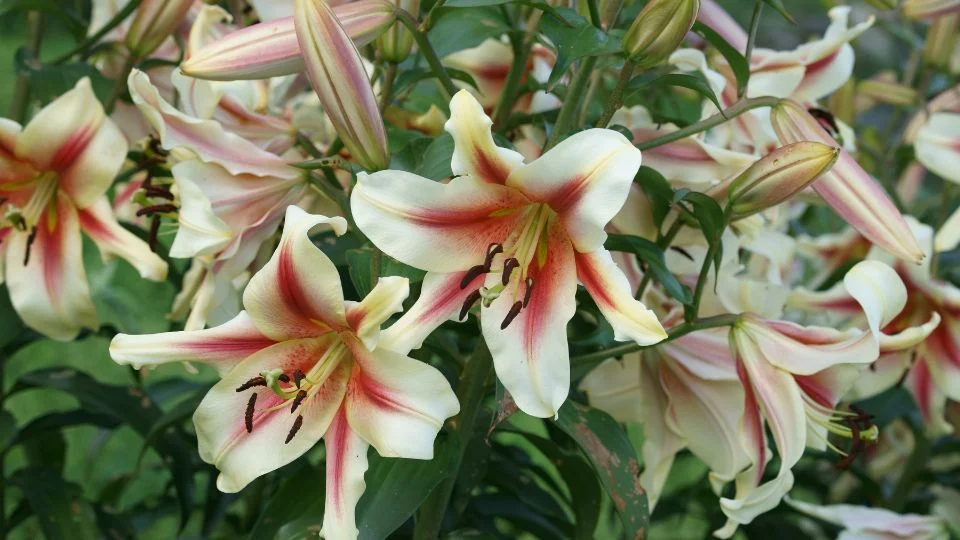 Királyliliomok (Lilium regale) virágzó ága, gyönyörű, krém színű virágokkal, piros csíkkal a közepén.
