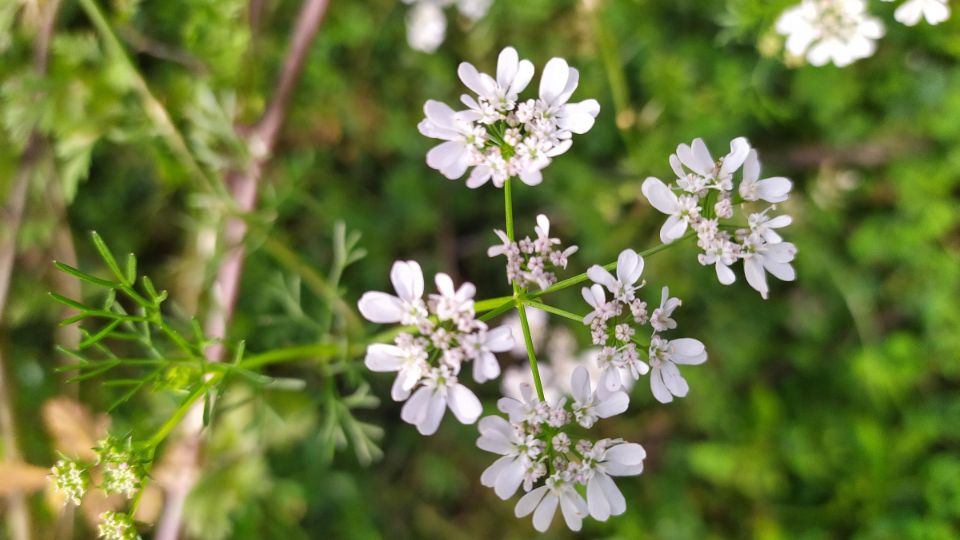 Koriander (Coriandrum sativum)