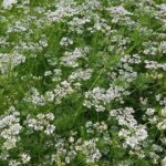 koriander Coriandrum sativum