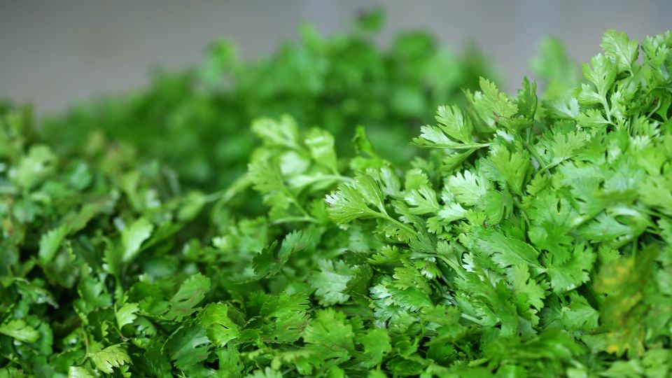 Koriander (Coriandrum sativum)