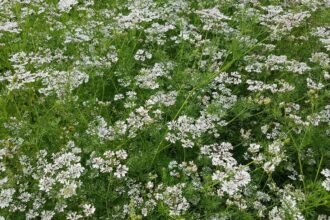 Virágzó koriander mező, tele fehér virágokkal és zöld levelekkel.