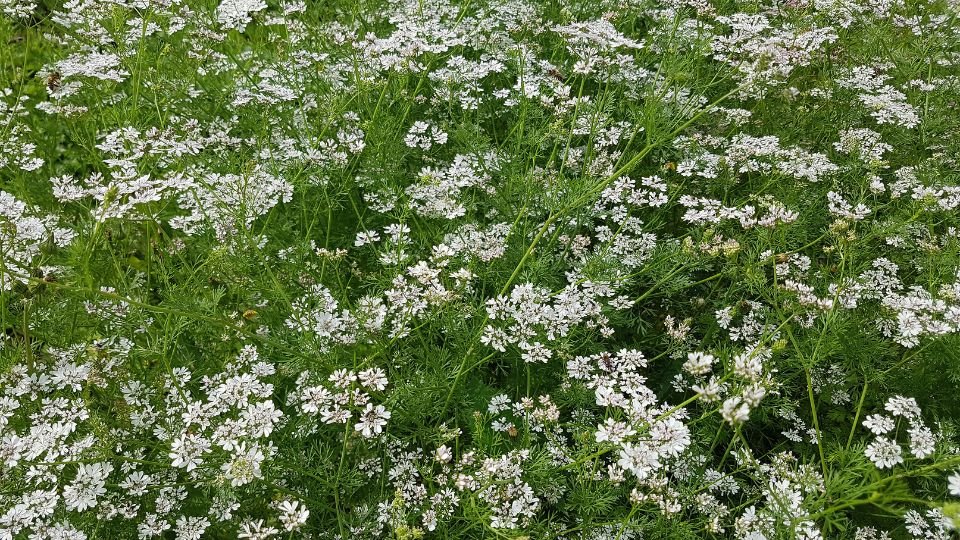 Virágzó koriander mező, tele fehér virágokkal és zöld levelekkel.