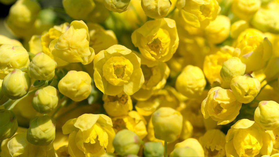 mahonia Mahonia 1