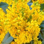 mahonia Mahonia