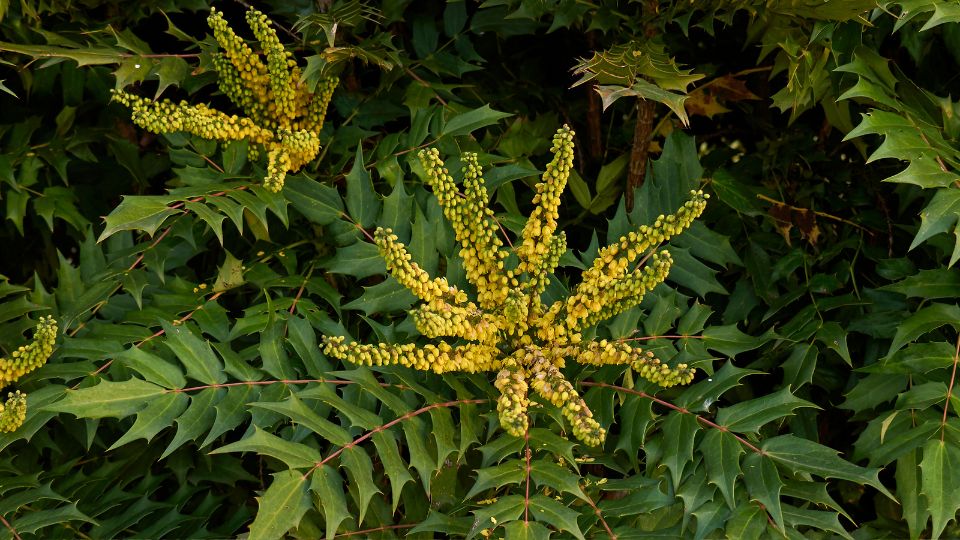 mahonia Mahonia 2