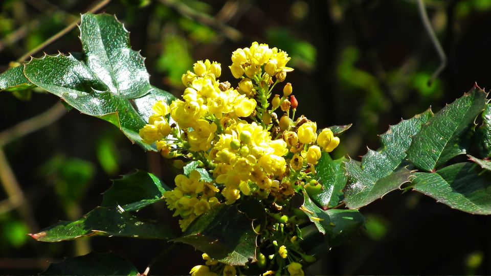 mahonia Mahonia 3 1