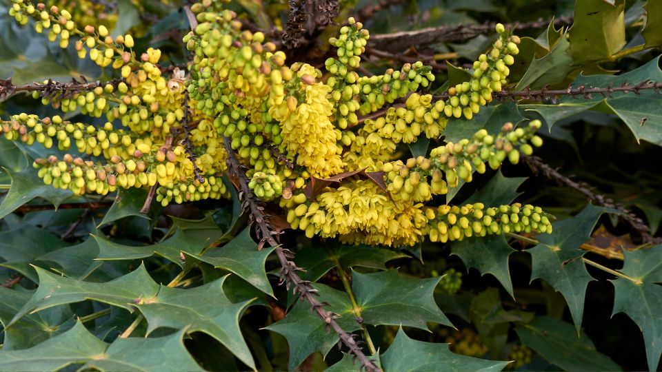 mahonia Mahonia 4