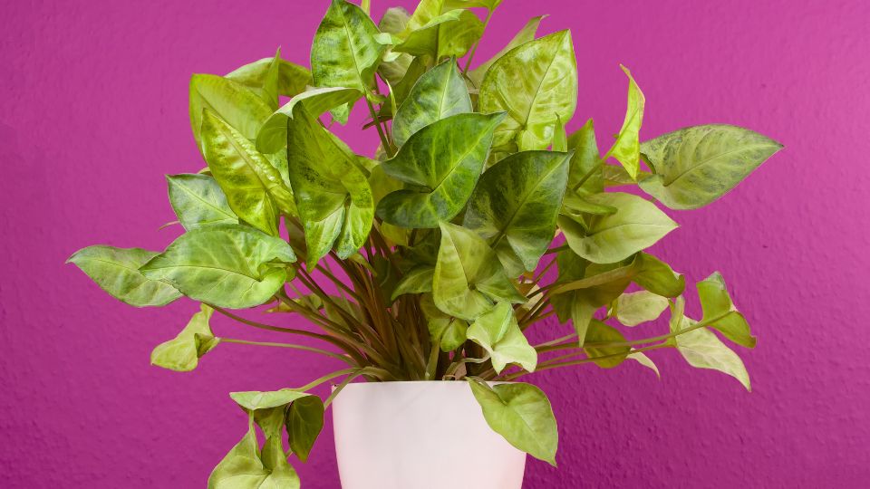 nyillevel Syngonium podophyllum 1