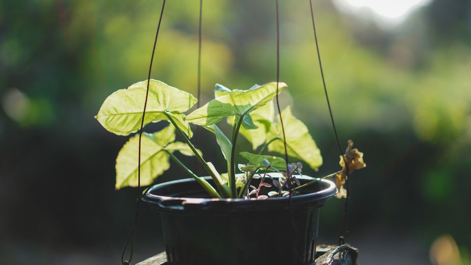 nyillevel Syngonium podophyllum 2